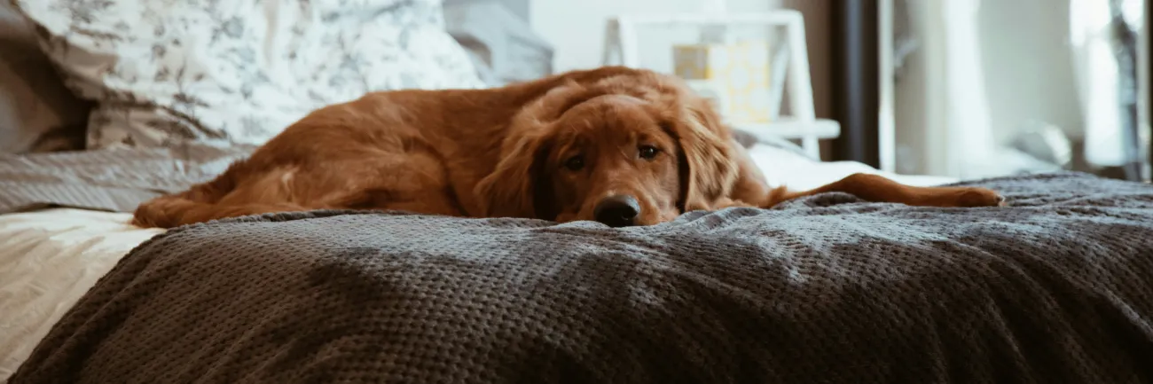 4 tips om de eenzaamheid van je hond te verminderen wanneer hij alleen thuis is