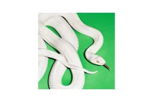 Deftones - Private Music (CD)