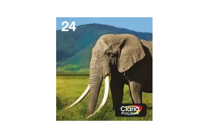 Epson 24 Cartridges Combo Pack