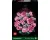 LEGO Botanicals Roze Rozenboeket - 10374